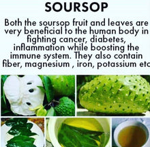 Load image into Gallery viewer, Soursop/ Guanabana Leaves
