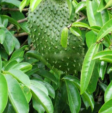 Load image into Gallery viewer, Soursop/ Guanabana Leaves
